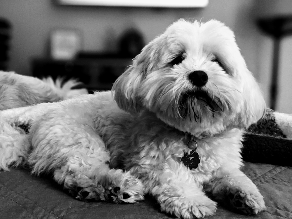 Havanese additional photo