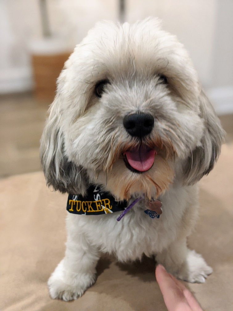 Havanese additional photo