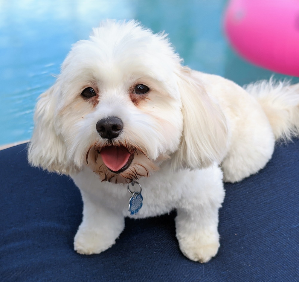 Havanese additional photo