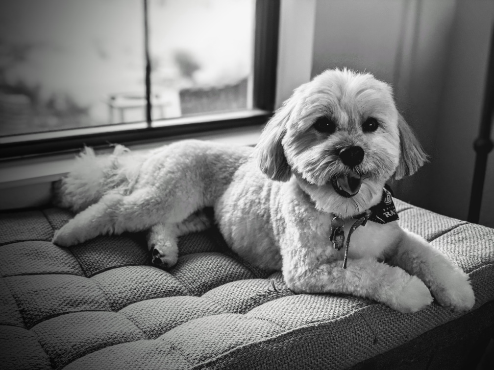 Havanese additional photo