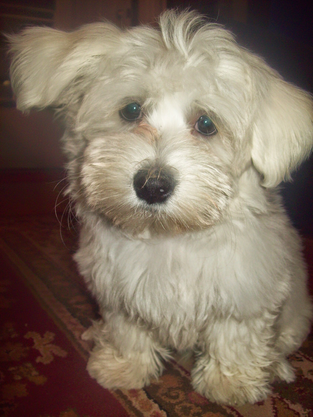 Coton de Tulear additional photo