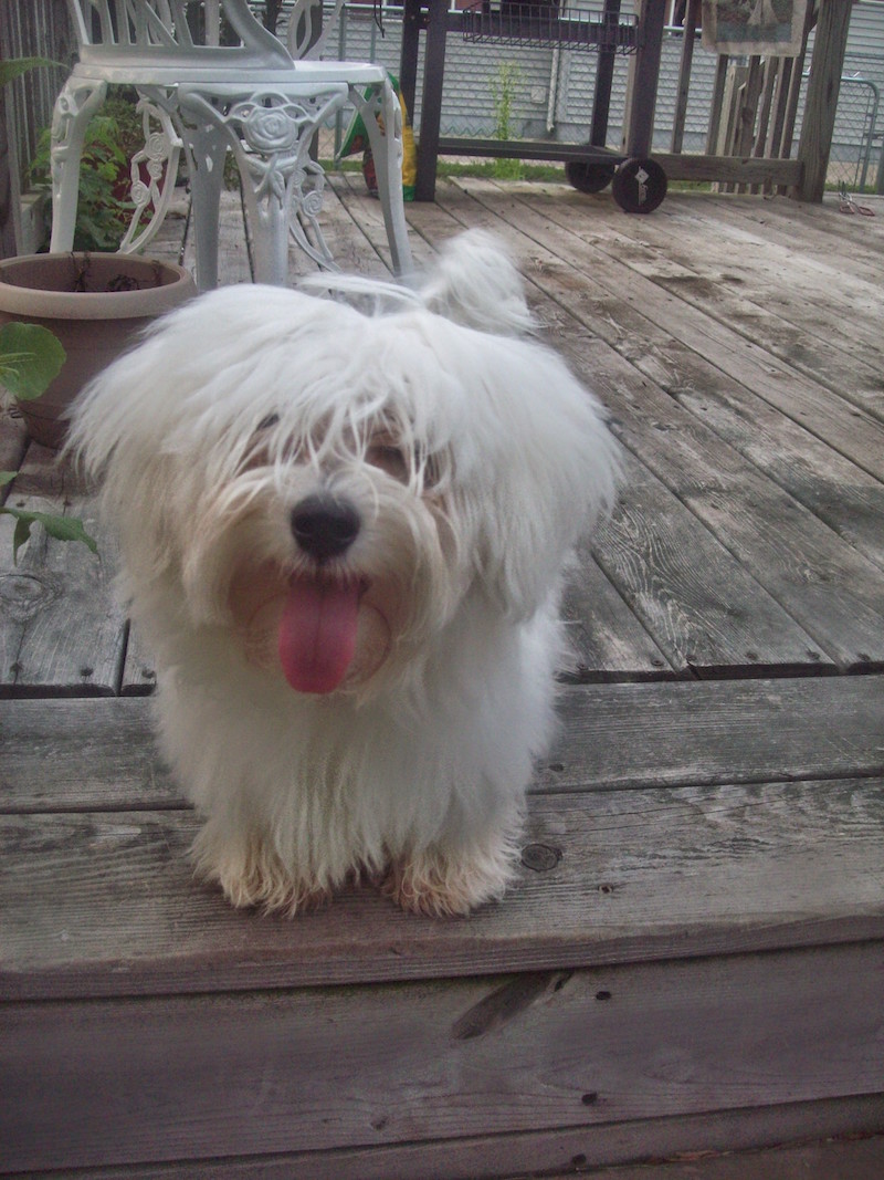 Coton de Tulear additional photo