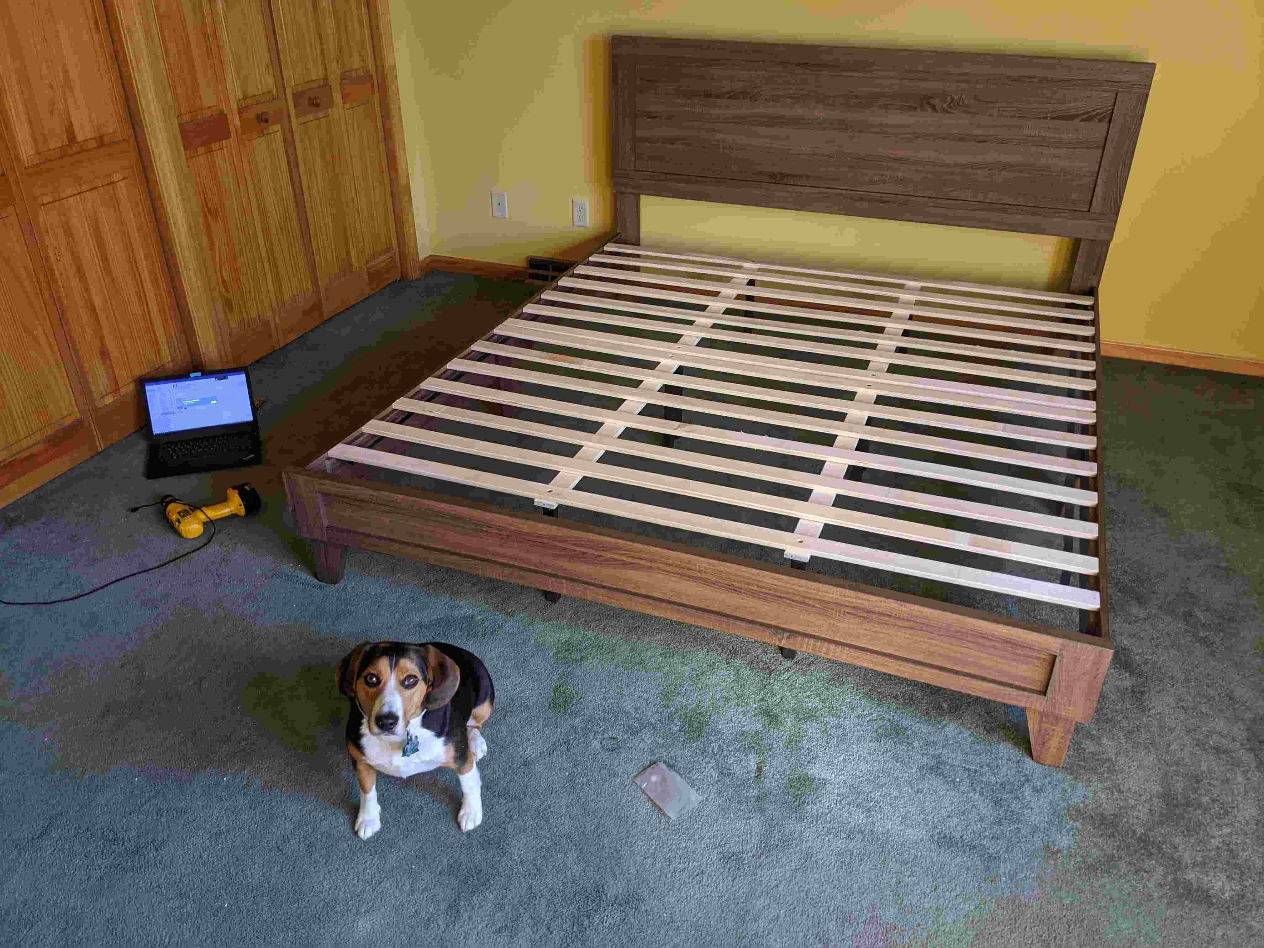 Beagle additional photo