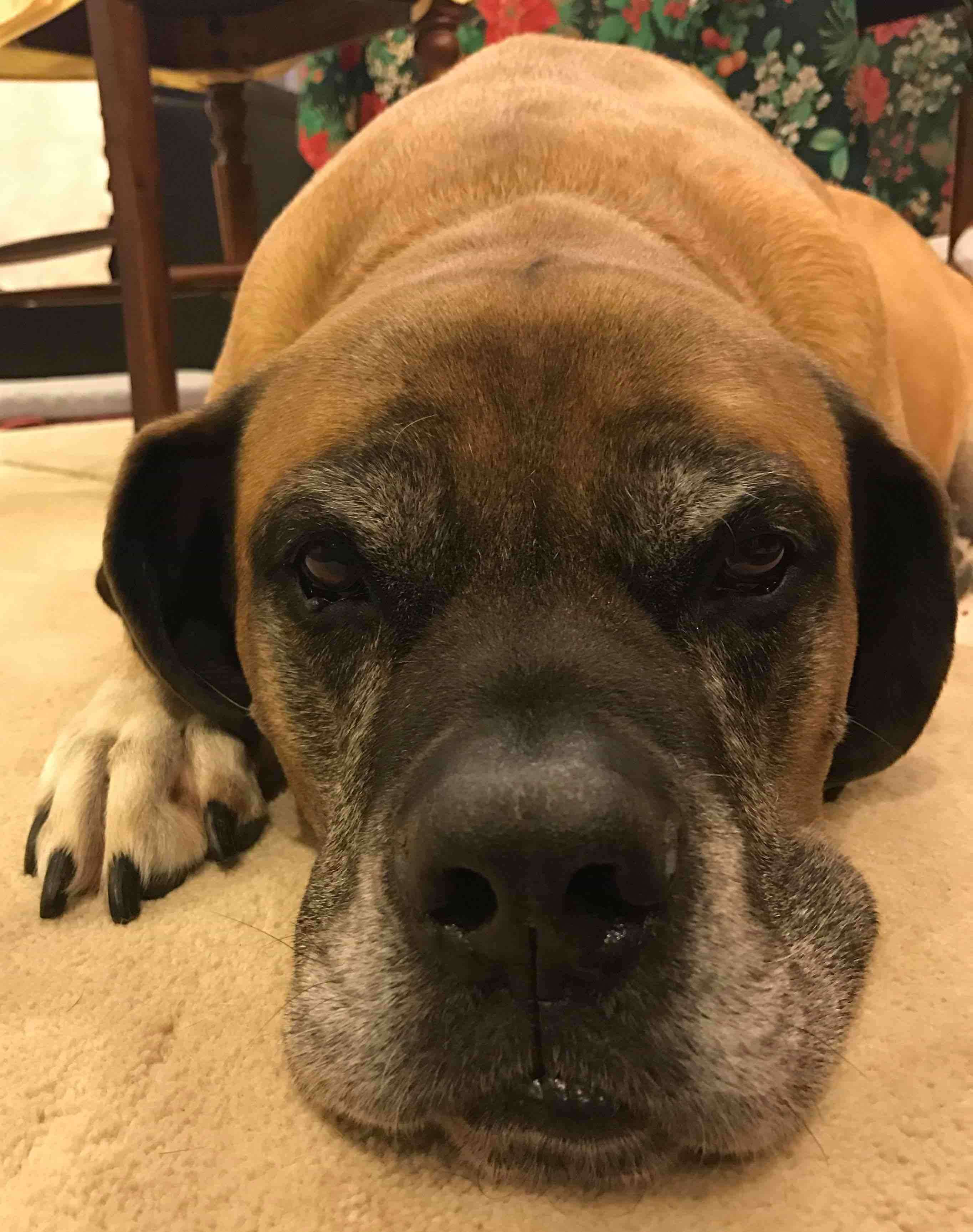 Cane Corso additional photo