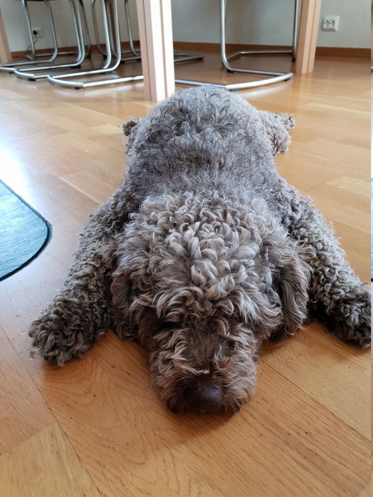 Spanish Water Dog additional photo