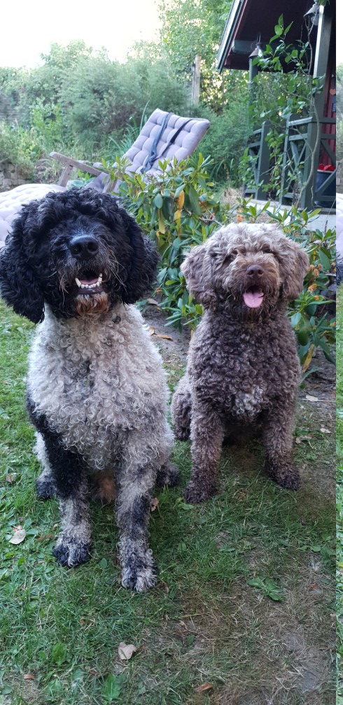 Spanish Water Dog additional photo