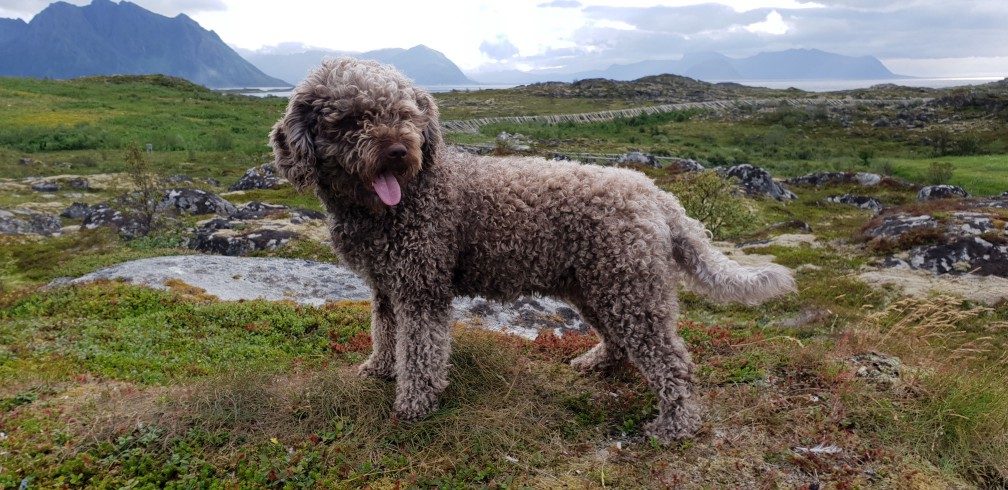 Spanish Water Dog additional photo