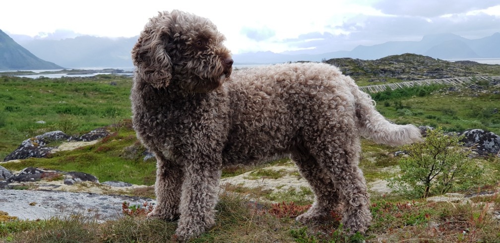 Spanish Water Dog additional photo