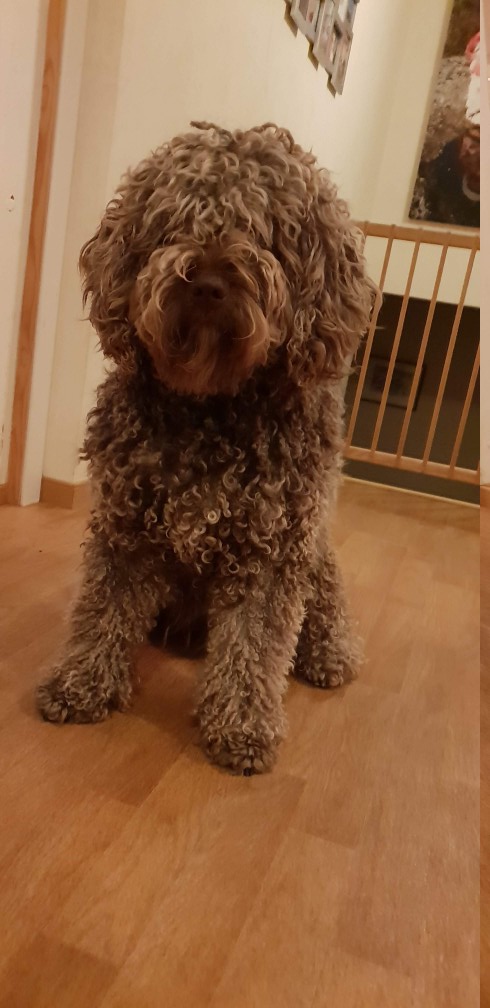 Portuguese Water Dog additional photo