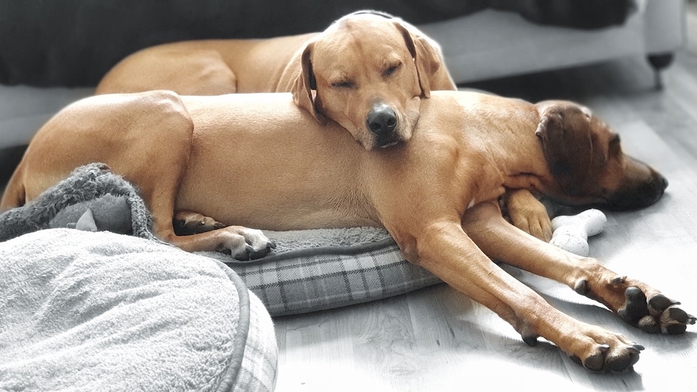 Rhodesian Ridgeback additional photo