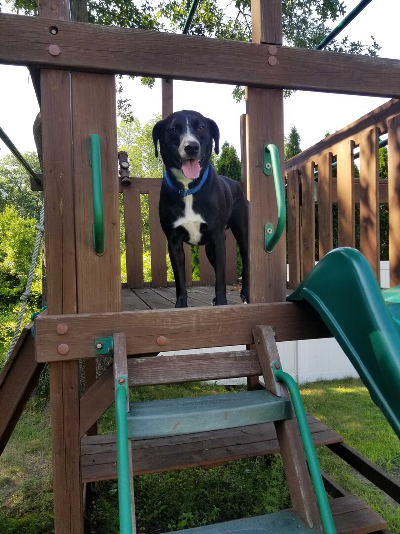 American Bully additional photo