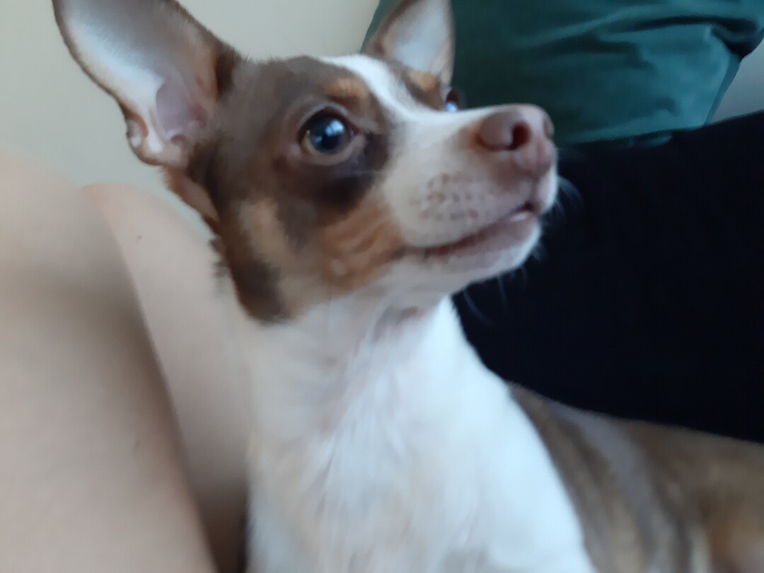 Rat Terrier additional photo