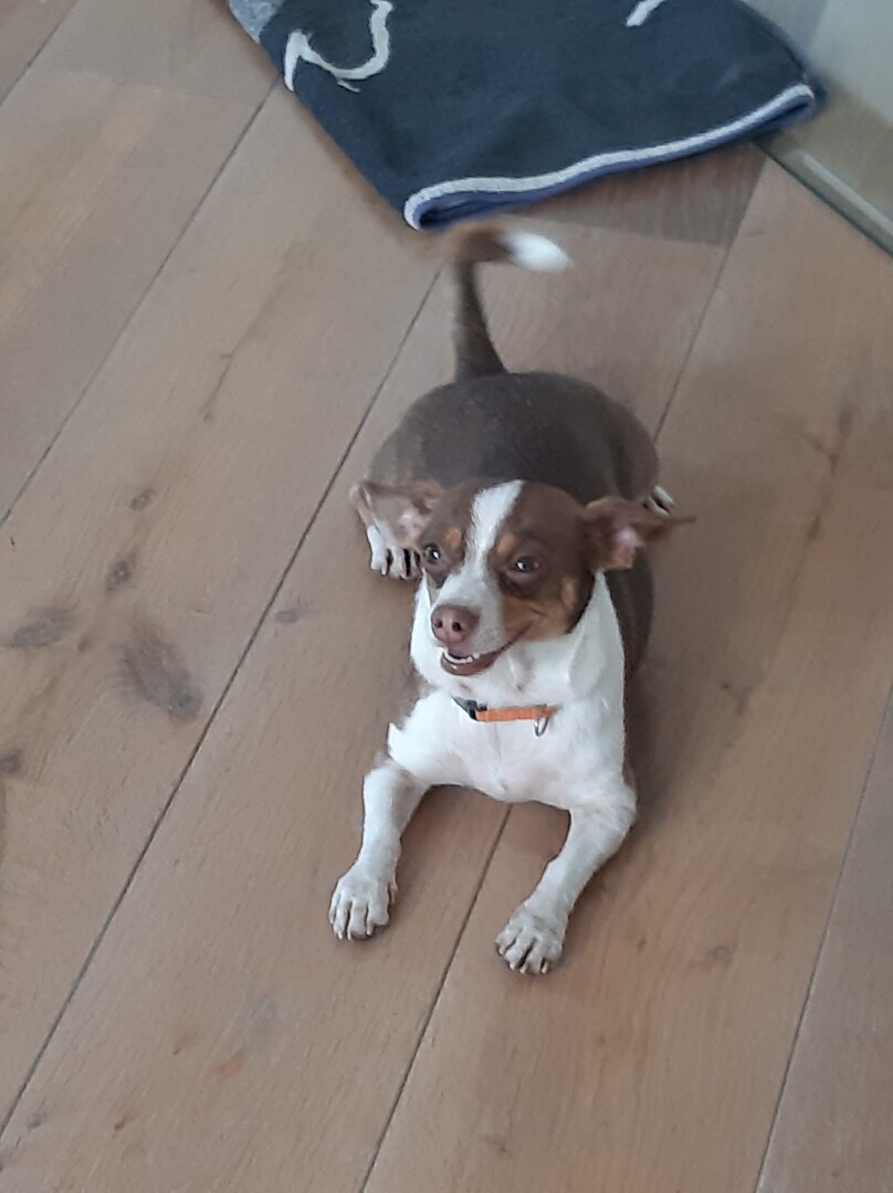 Rat Terrier additional photo