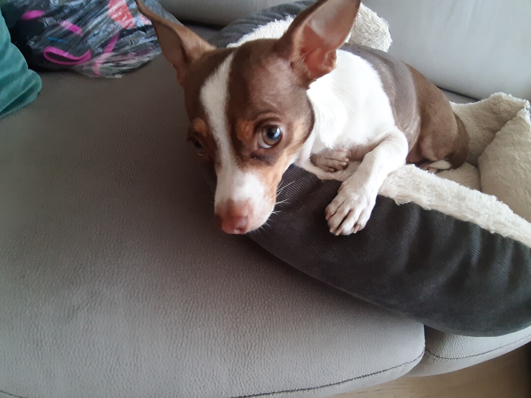 Rat Terrier additional photo