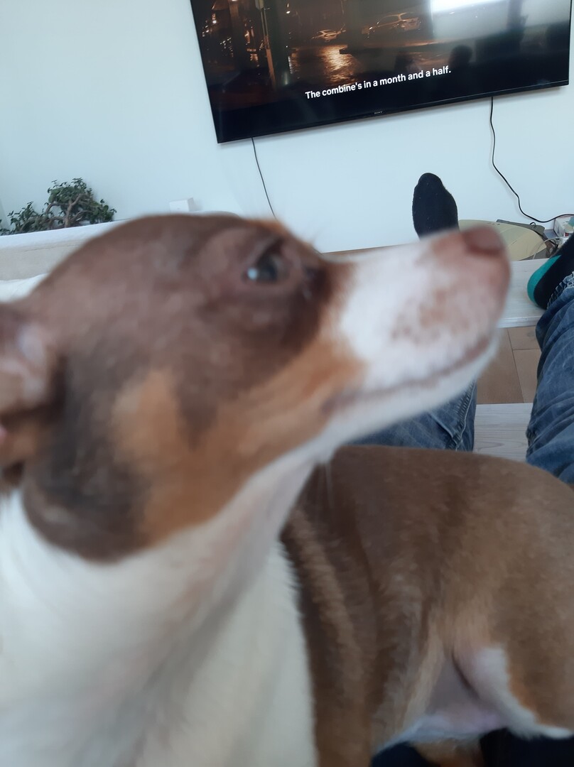 Manchester Terrier additional photo