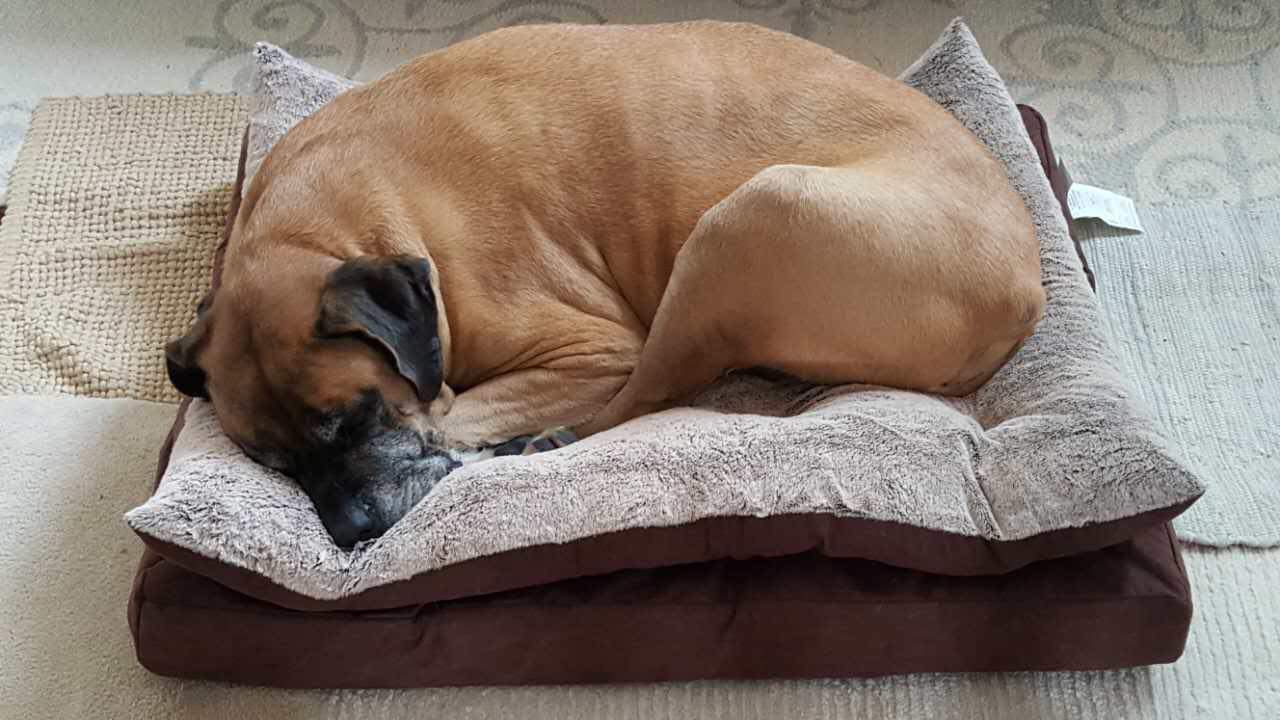 Cane Corso additional photo