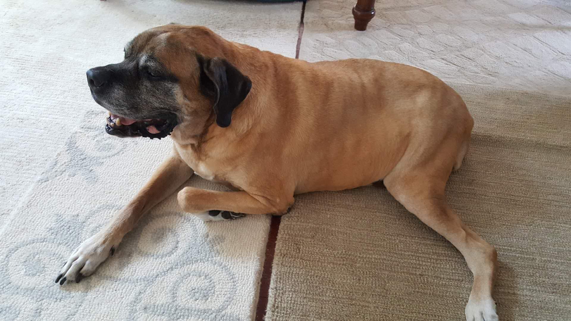 Cane Corso additional photo