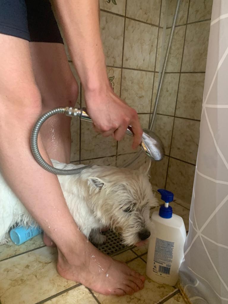 West Highland White Terrier additional photo