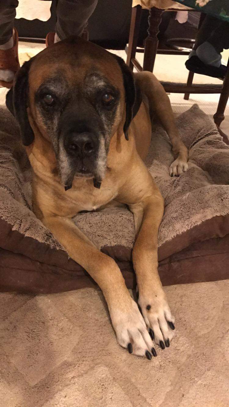 Cane Corso additional photo