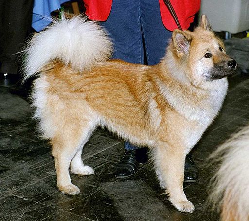 Akita additional photo