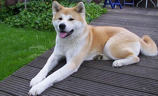 Akita additional photo