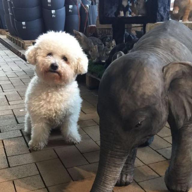 Bichon Frise additional photo