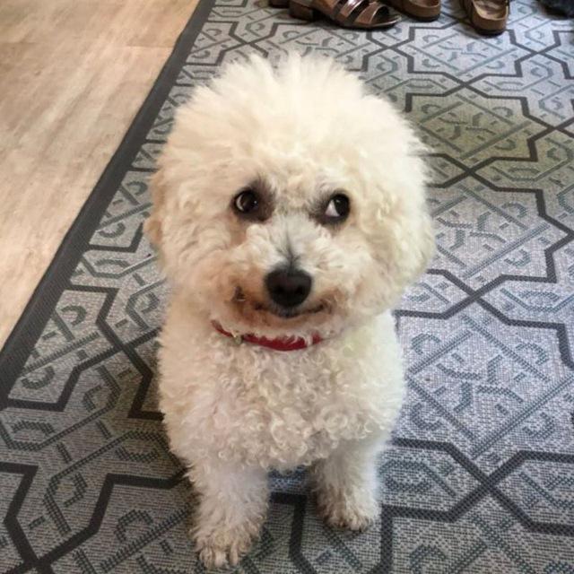 Bichon Frise additional photo