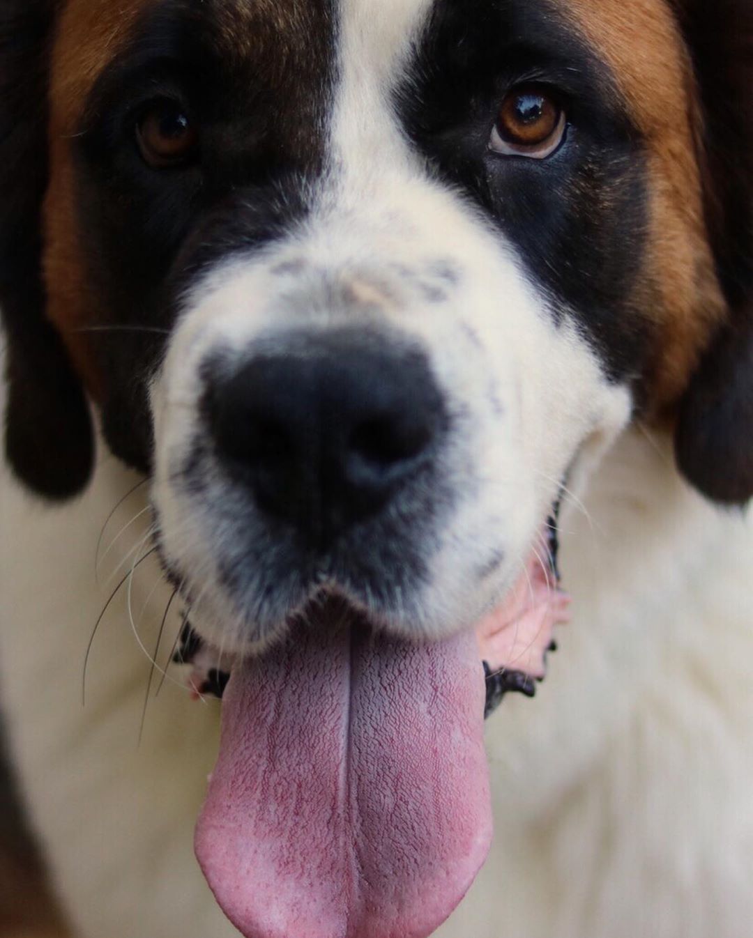 Saint Bernard