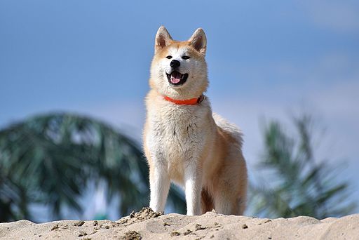 Akita additional photo