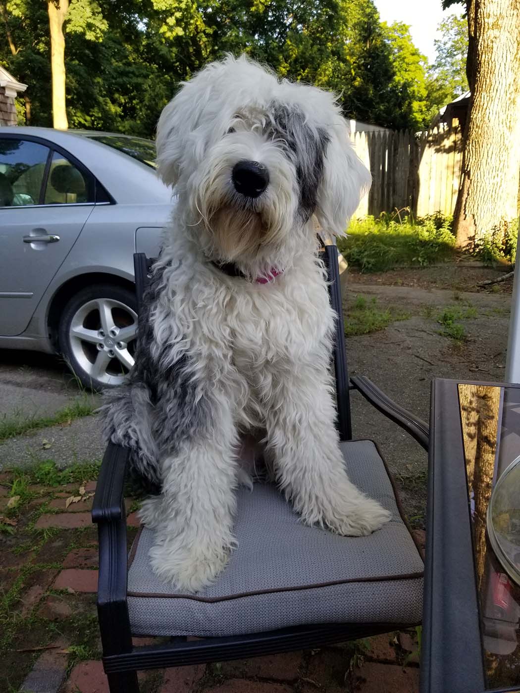 Bearded Collie additional photo