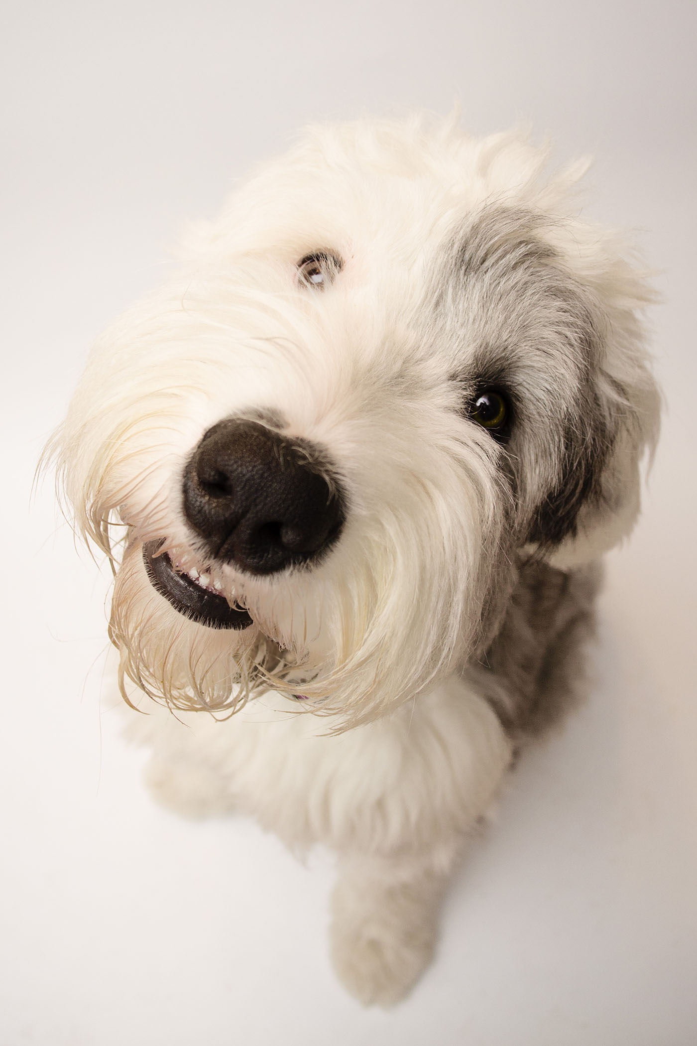 Bearded Collie additional photo
