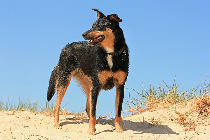 Australian Kelpie behavior and temperament