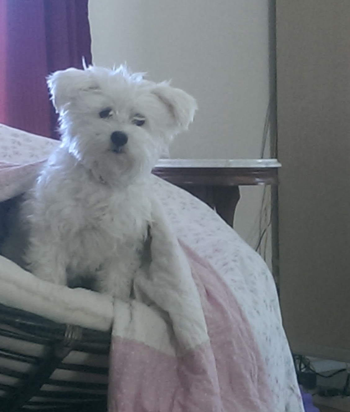 Coton de Tulear additional photo
