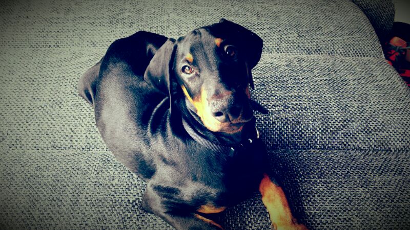 Doberman Pinscher additional photo