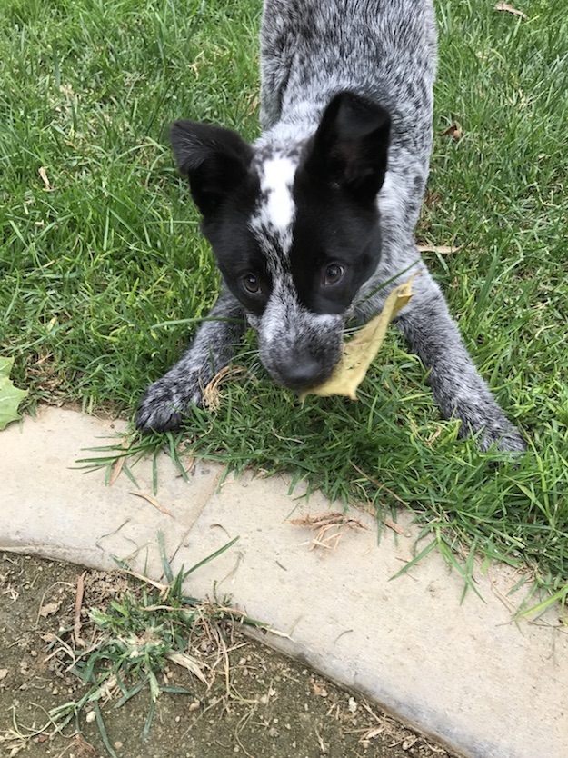 Catahoula Leopard Dog additional photo