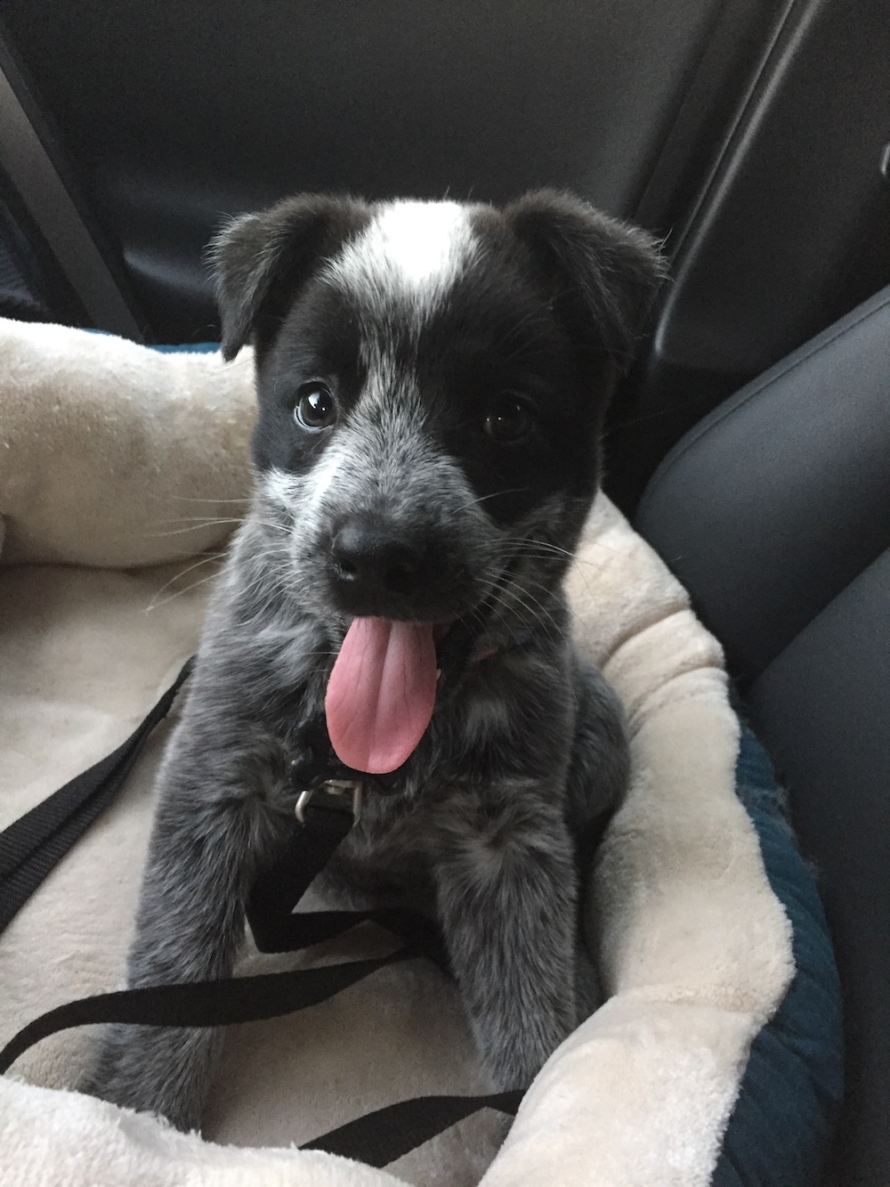 Catahoula Leopard Dog additional photo