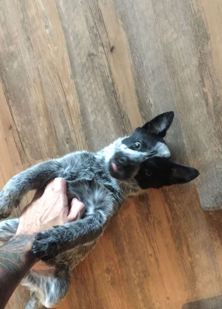 Australian Cattle Dog additional photo