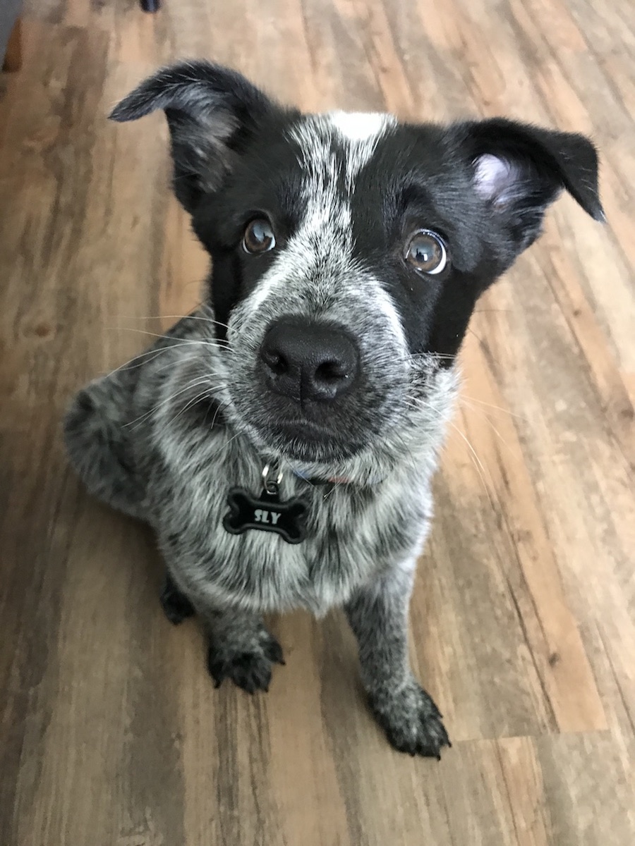 Catahoula Leopard Dog additional photo
