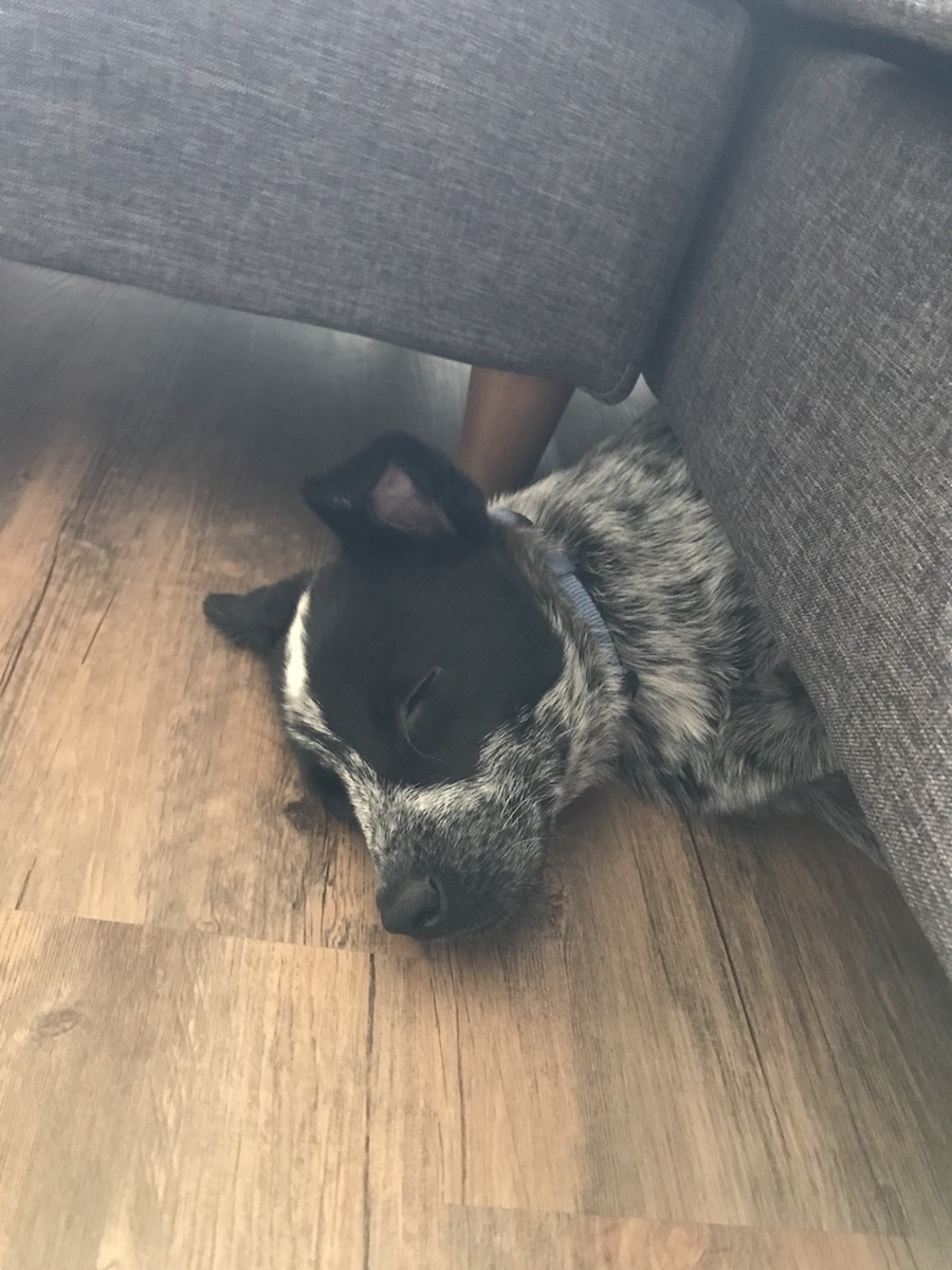 Catahoula Leopard Dog additional photo