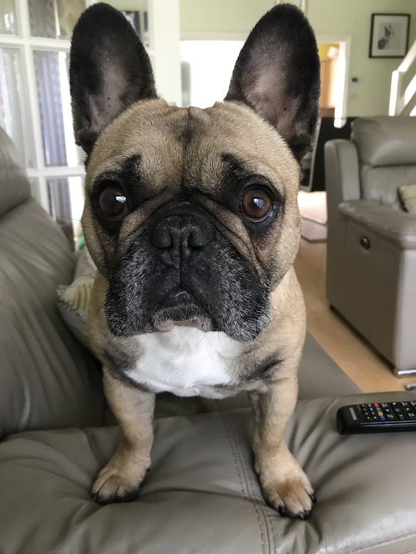 French Bulldog additional photo