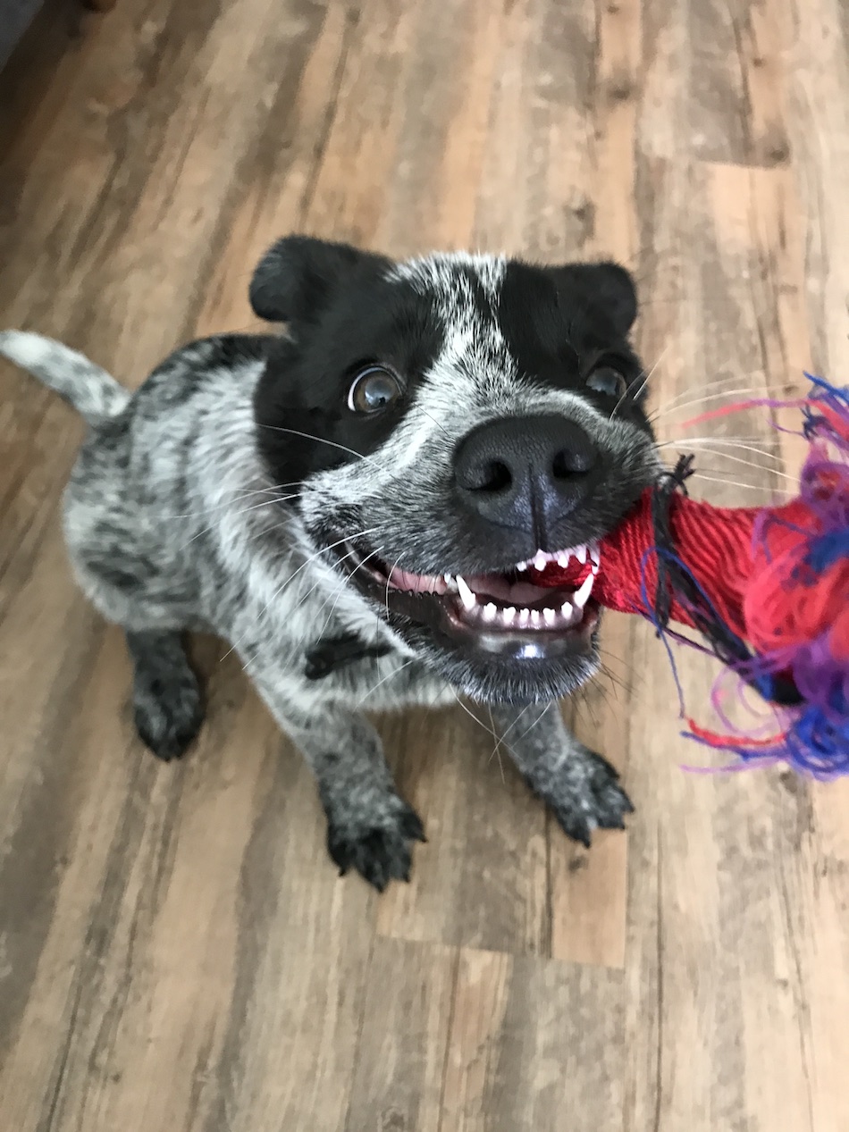 Australian Cattle Dog additional photo