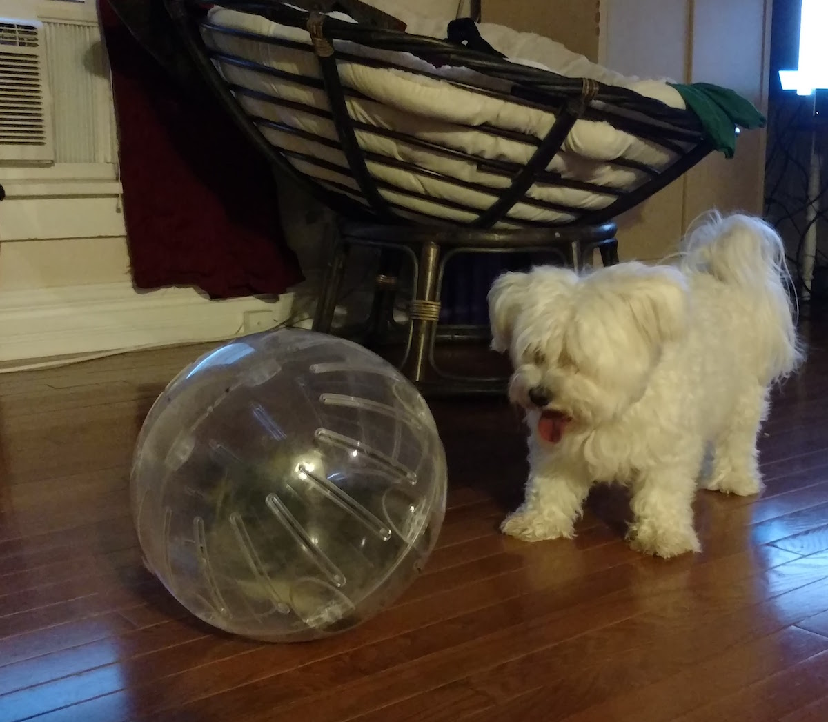 Coton de Tulear additional photo
