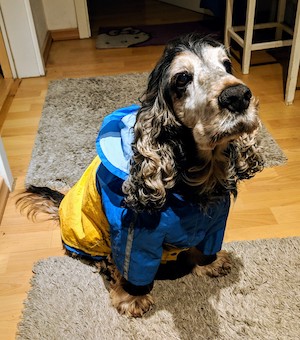 Field Spaniel additional photo