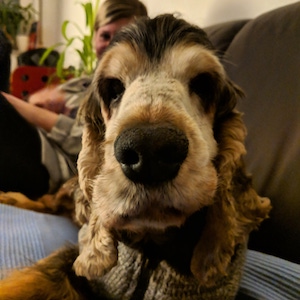 Kooikerhondje additional photo