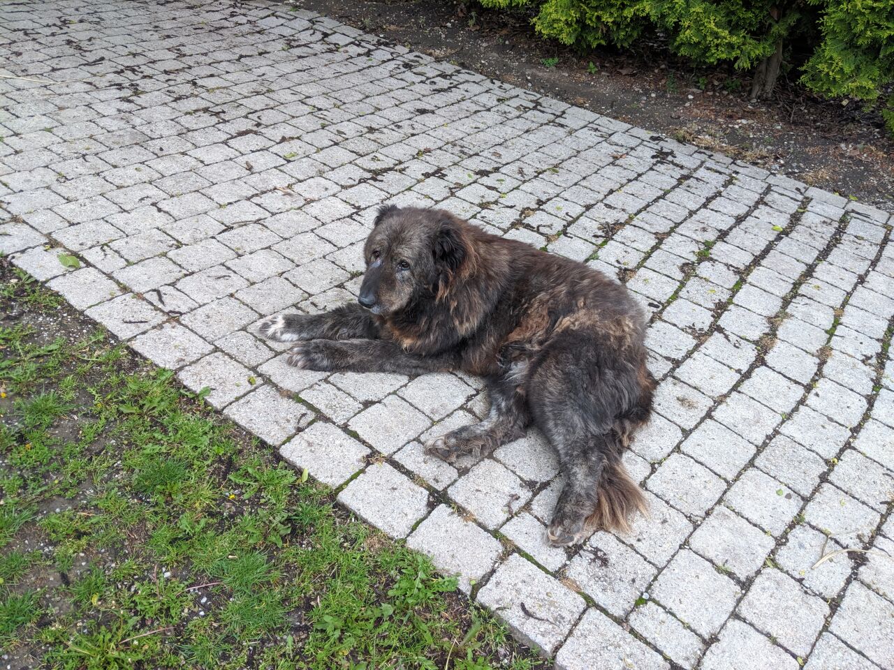 Anatolian Shepherd Dog additional photo