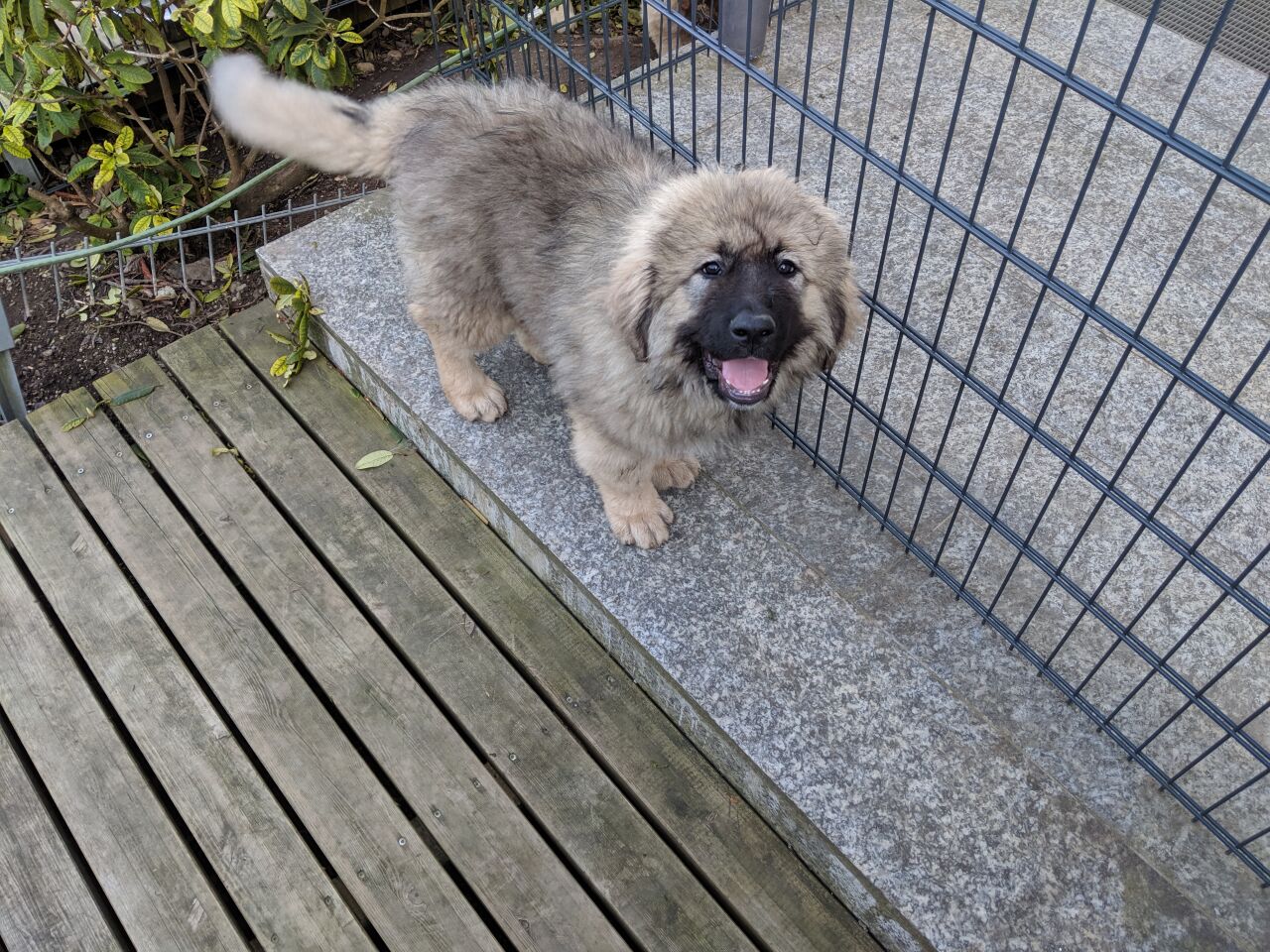 Caucasian Shepherd (Ovcharka) additional photo