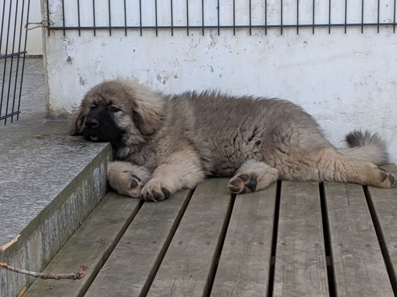 Caucasian Shepherd (Ovcharka) additional photo