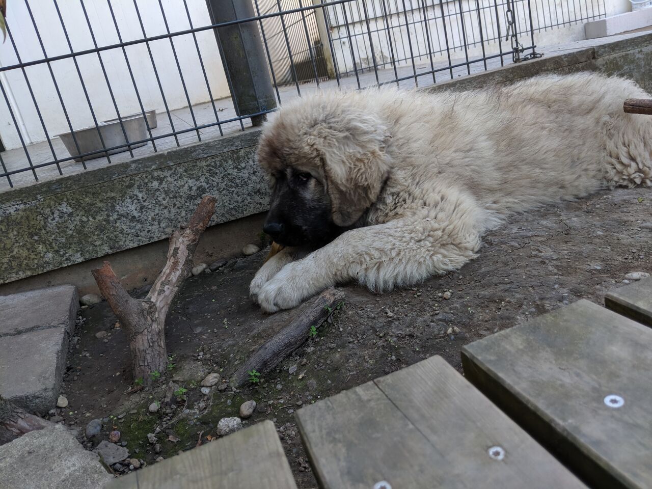 Caucasian Shepherd (Ovcharka) additional photo