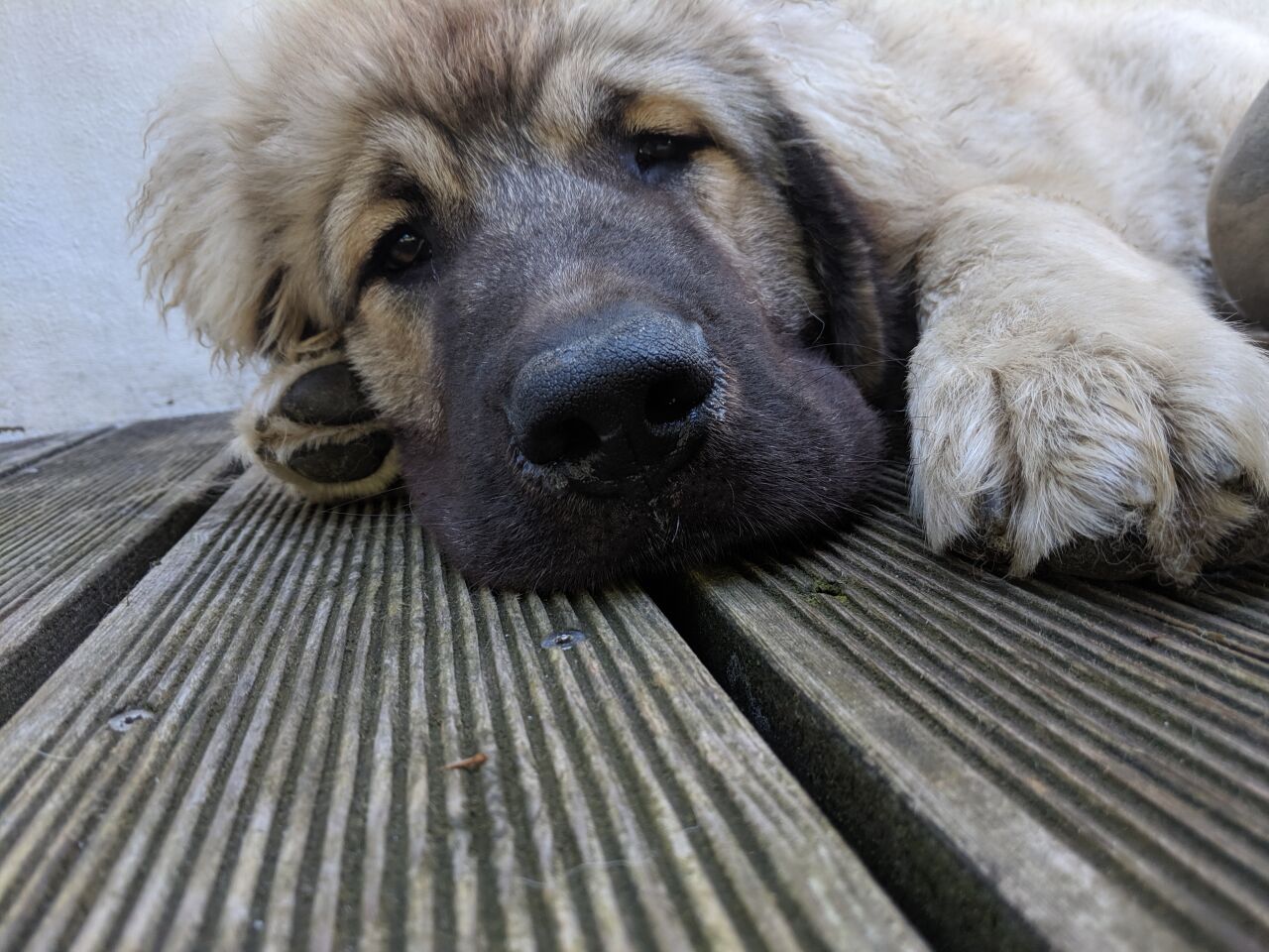 Anatolian Shepherd Dog additional photo
