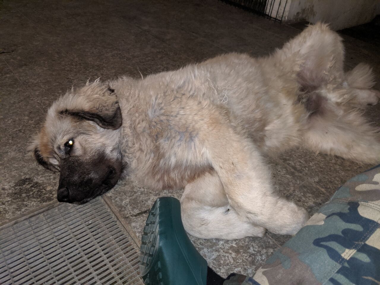 Anatolian Shepherd Dog additional photo